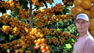 COMO PRODUZIR MUITO CAFÉ EM POUCO ESPAÇO [upl. by Dulcine]