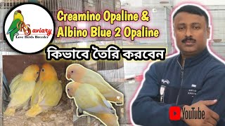 Creamino Opaline amp Albino Blue 2 Opaline Proudece In Lovebird  কিভাবে তৈরি করবেন [upl. by Htepsle]