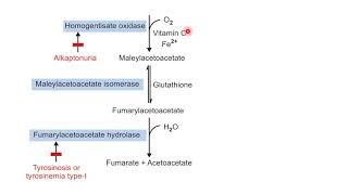 Phenyalanine And Tyrosine Metabolism  Aromatic Amino Acid Metabolism  Biochemistry  NEET PG [upl. by Sawyor]