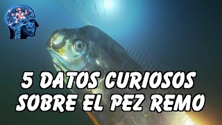 5 DATOS CURIOSOS SOBRE EL PEZ REMO [upl. by Naneik252]