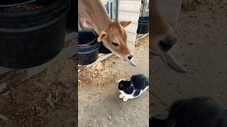 I LOVE YOU KITTY MOOOVE Closer Lancaster County Jersey Cows cow cats cuteanimalsvideolive [upl. by Eirolam729]