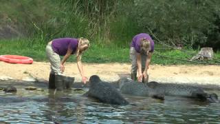 Ouwehands Dierenpark [upl. by Manthei712]