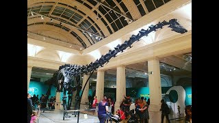 Dippy the Diplodocus Documentary [upl. by Seward]