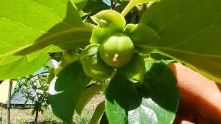 Aguacates y Mangos [upl. by Kenneth727]