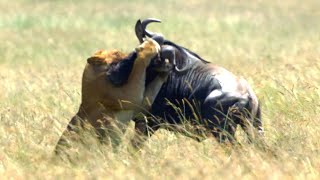 Lion Takes Down Wildebeest  4K UHD  Dynasties  BBC Earth [upl. by Maeve]