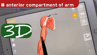 Muscles of Anterior of Compartment of Arm  doctor speedy [upl. by Aspasia]