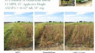 NonSelective Applicators for Palmer Amaranth Control [upl. by Anitniuq]