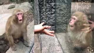 Monkey totally wowed by magic trick Video Any Articles News [upl. by Leihcar]