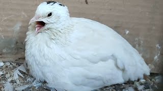 Quail call sounds  Female  Hen  Coturnix  Bird [upl. by Bean]