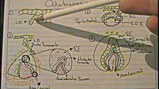 ODONTOGENESIS Logia de la Facultad de Odontología [upl. by Ariek]