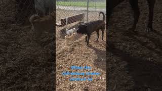 Chihuahuas VS gentle giant dogs puppy doglover mastiff dogmom [upl. by Anastasio]