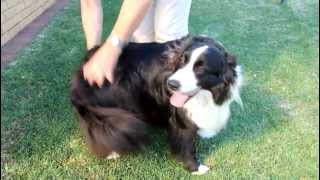 Happy Border Collie [upl. by Cortney]