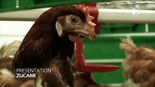 Modern poultry farming laying Hens EGG PRODUCTION  Easy concept of poultry farming chickens [upl. by Maurizia58]