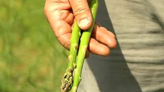 Asparagus Harvest  From the Ground Up [upl. by Arretnahs205]