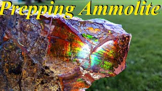 Unbelievable Colors Prepping a Pile of Raw Ammolite Specimens  StepbyStep Guide [upl. by Fortunio905]