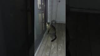 Cloudy the One Eyed Cat Listening to Crickets 😺 👁️ 🦗😄💞 [upl. by Eisler367]