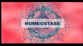 Corpo Virtual  Homeostase [upl. by Sabelle324]