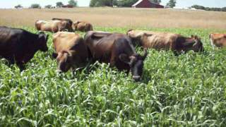 Cows Grazing on Sorghum Sudan Grass [upl. by Rimidalb]