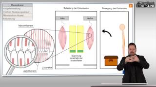 FitnessUni – Die Wahrheit über Muskelkater [upl. by Efron708]