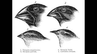 Parapatric speciation  Quick overview PhonicPedia [upl. by Etiam688]