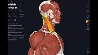 Sternocleidomastoid muscle and Splenius capitis [upl. by Atselec]