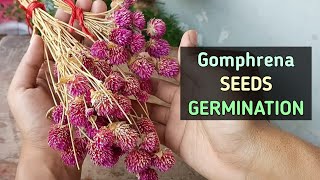 Gomphrena Seeds GERMINATION COLLECTION STORE Gomphrena Flower [upl. by Therron]