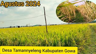 vlog areal pertanian desa tamannyeleng kecamatan barombong Gowa 2024sulselok2593 [upl. by Peednas116]