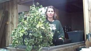 Part 1 How to Make Cuttings and Propagate Succulent Senecio Variegated Jade Ivy Vine [upl. by Kcinemod]