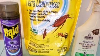 HOW TO KILL FLEAS on carpet and dog under 30 usd [upl. by Vassily]