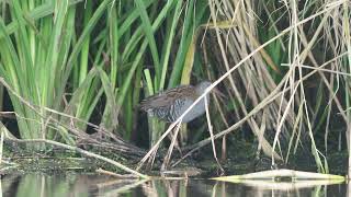 Waterral Water rail Wasserralle Râle deau [upl. by Otirecul]