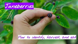 Juneberries How to Identify Harvest and Eat [upl. by Flight]