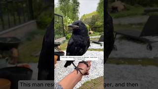 This man rescued a crow in danger and then this happened animalshorts shortvideo crow [upl. by Rede]