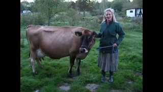 Milking a cow by hand [upl. by Clarice]