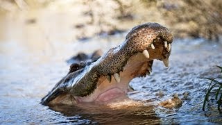 Alligator Captures Python 02  Deadly Animals  Time Lapse [upl. by Nimoynib738]