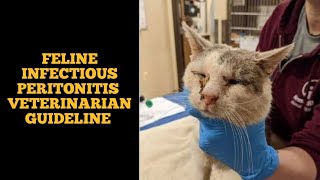 Feline infectious peritonitis  FIP in cats [upl. by Notluf]