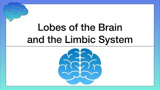 Lobes of the Cerebral Cortex and the Limbic System [upl. by Nollie]