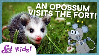 Meet the Marsupials  SciShow Kids [upl. by Otilesoj]