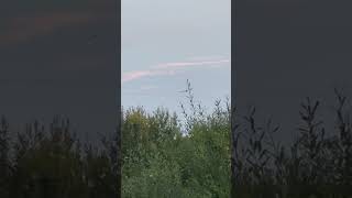 Great Cormorant Flying Above Pylon At Dusk birds avian nature [upl. by Mihar]