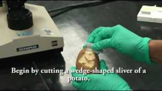 Potato Staining for Microscopy [upl. by Ellennod794]