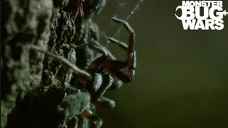 Black house spider vs White tailed spider  Monster bug wars reupload [upl. by Jorge]