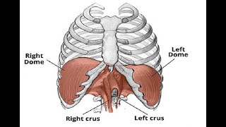 Two Minutes of Anatomy Diaphragm [upl. by Peddada]