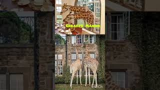 Giraffe Manor a unique hotel in Nairobi [upl. by Isdnyl]