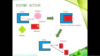 IGCSE BIOLOGY REVISION  Syllabus 5 Enzymes [upl. by Armillas331]