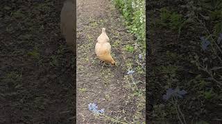 OMC Does this hen love her greens  Watch to find out chickens hens greens love shorts [upl. by Ashien]