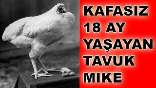 Kafasız 18 ay yaşayan horoz Mike  Kafasız tavuk HD [upl. by Naliorf]