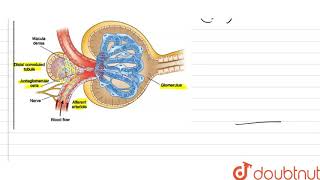 What is the significance of juxtaglomerular apparatus JGA in kidney function [upl. by Darline]