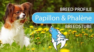 ► Papillon amp Phalène Breed Profile 2022 Temperament amp Training [upl. by Eltsyrhc]