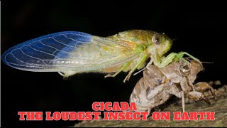 Cicada  The Loudest Insect On Earth [upl. by Jeannette]