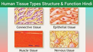 Human Tissue Types Structure Function amp Location Hindi  Types of Tissue  Classification of Tissue [upl. by Towroy]