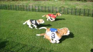 Beagle Racing Highlights 2008 [upl. by Leatri]